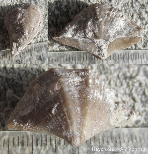 брахиоподы, девон, Spiriferida, Microconchida, Epizoans, Lamellispirifer muralis