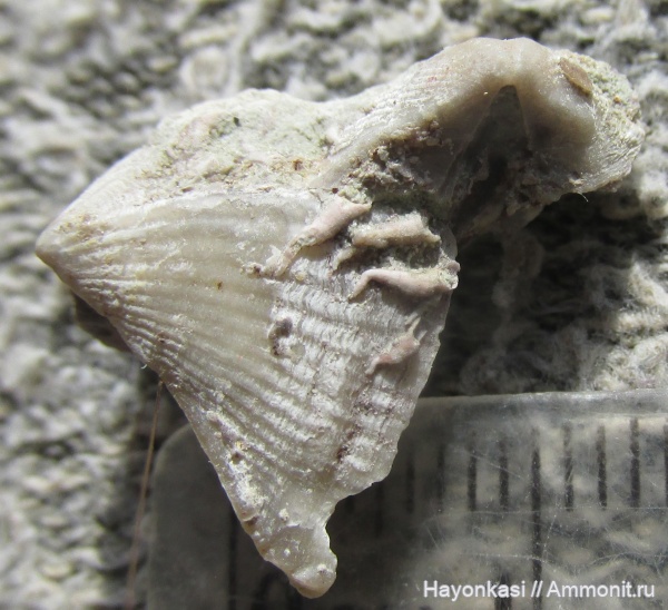 девон, Spiriferida, обрастание, Cornulites, encrustation of brachiopods, Epizoans, Lamellispirifer muralis