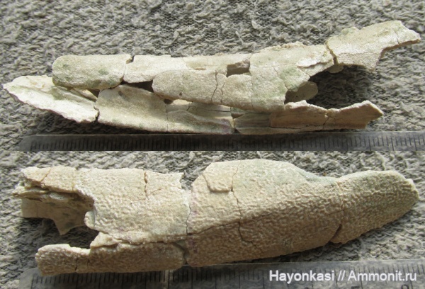 девон, рыбы, плакодермы, Placodermi, Asterolepis, антиархи, Antiarchiformes