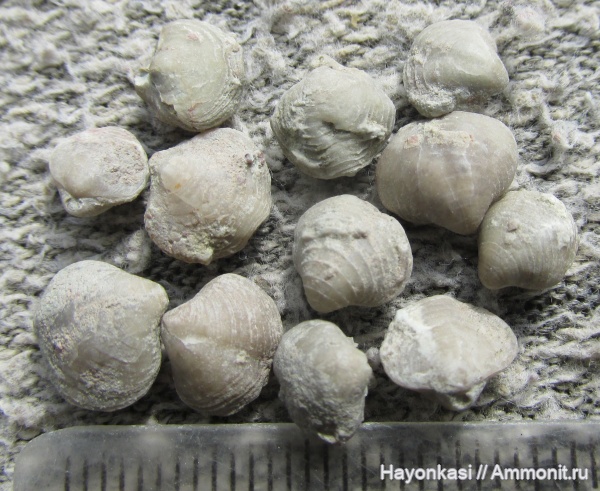 брахиоподы, девон, Athyridida, Anathyris montzevi