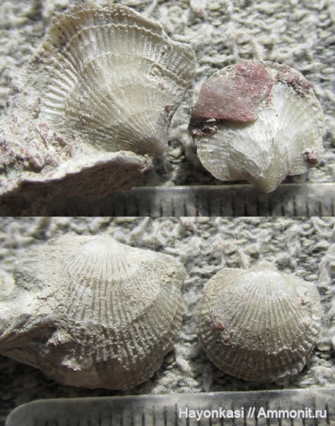 брахиоподы, девон, Atrypida, Epizoans, Pseudoatrypa velikaya, Microconhida