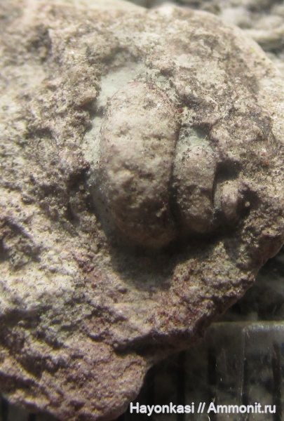 гастроподы, моллюски, девон, Gastropoda