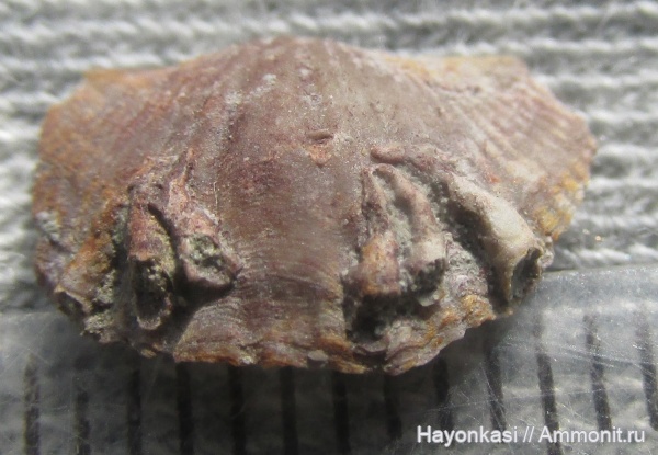 брахиоподы, девон, Spiriferida, Cornulites, Epizoans, Lamellispirifer muralis