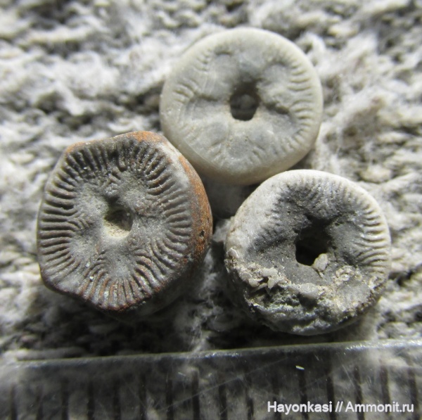 морские лилии, девон, членики морских лилий, Crinoidea