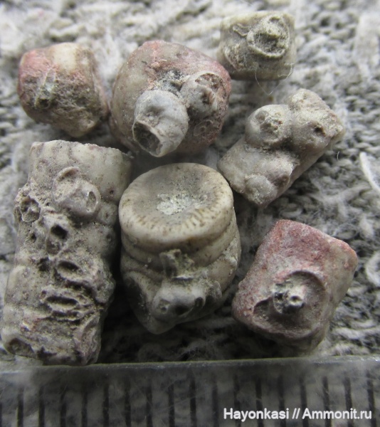 морские лилии, девон, Microconchida, членики морских лилий, Crinoidea, Cornulites, Epizoans