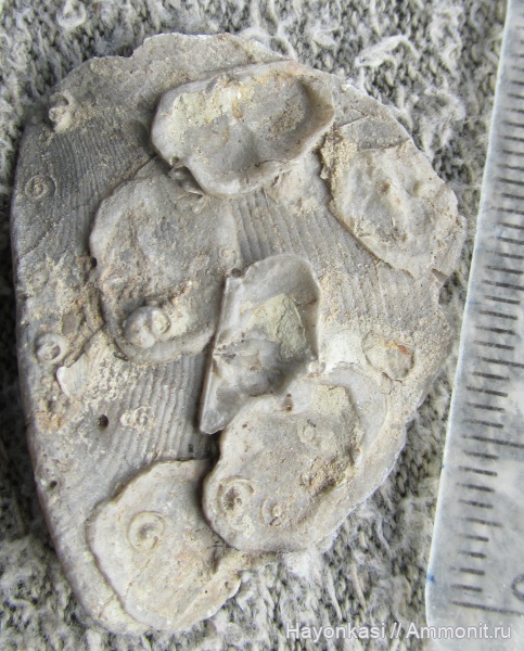 брахиоподы, девон, Productida, Microconchida, Rhynchonellida, Ladogia, Ladogia meyendorfii, Epizoans, Irboskites fixatus