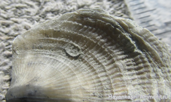 брахиоподы, девон, Productida, Atrypida, Epizoans, Irboskites fixatus