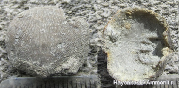 брахиоподы, девон, Orthida, Schizophoria