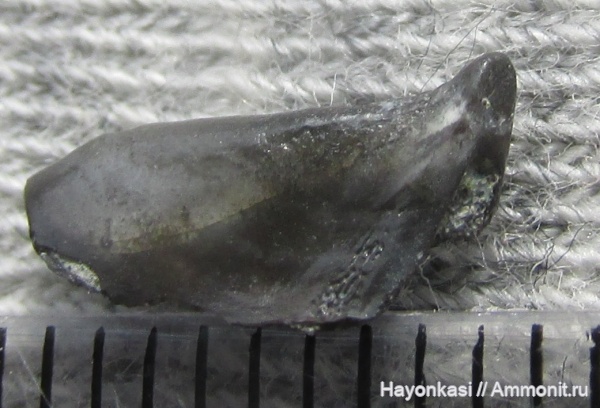 девон, рыбы, зубы, плакодермы, Placodermi, Ptyctodus, Ptyctodontida