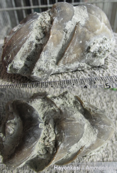 брахиоподы, девон, Rhynchonellida, Ladogia, Ladogia meyendorfii