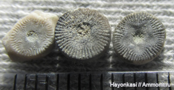 морские лилии, девон, членики морских лилий, Crinoidea