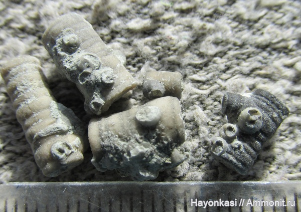 морские лилии, девон, Microconchida, членики морских лилий, Crinoidea, Epizoans