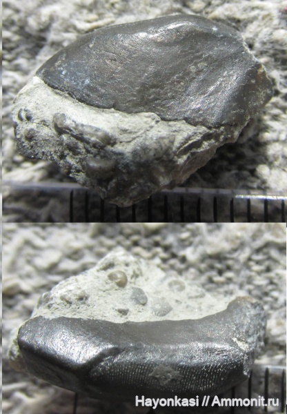 девон, рыбы, зубы, плакодермы, Placodermi, Rhynchodus, Ptyctodontida