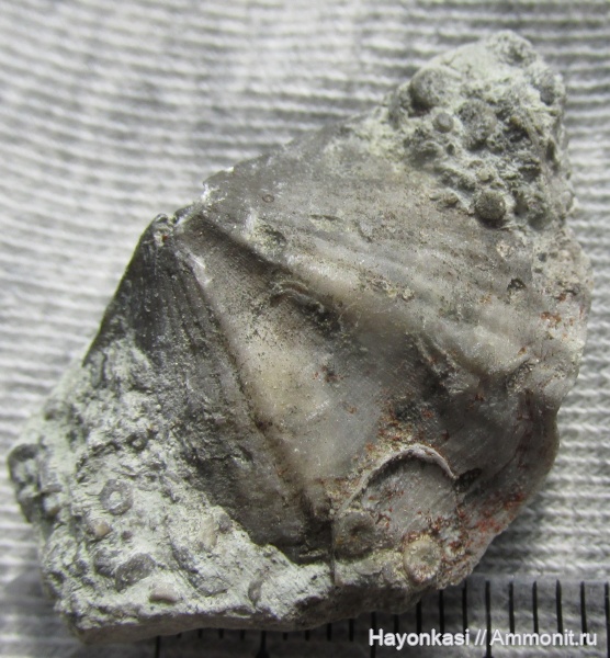 брахиоподы, девон, Productida, Spiriferida, Lamellispirifer muralis, Irboskites fixatus