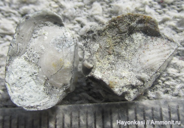 брахиоподы, девон, Productida, Irboskites fixatus