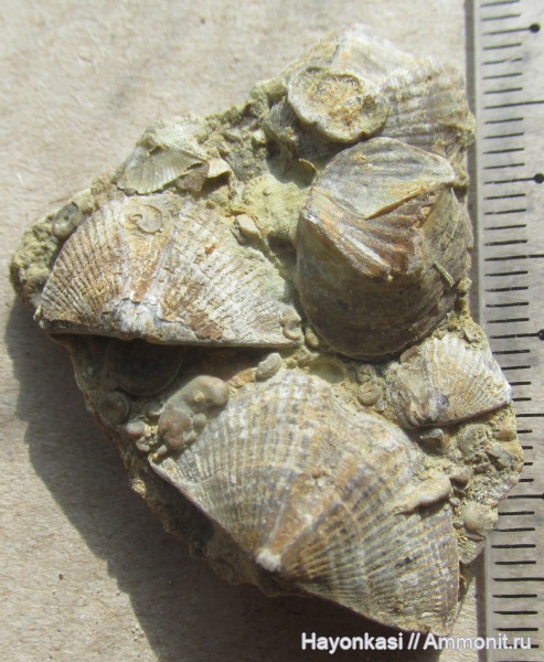 брахиоподы, девон, Productida, Spiriferida, Microconchida, Cornulites, Epizoans, Lamellispirifer muralis, Irboskites fixatus