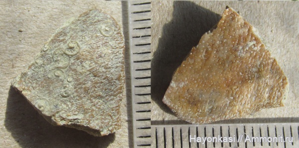 девон, рыбы, кости, Microconchida, обрастание