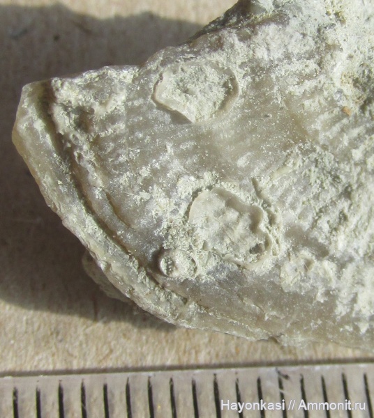 брахиоподы, девон, Productida, Atrypida, Epizoans, Irboskites fixatus, Pseudoatrypa velikaya, Microconhida