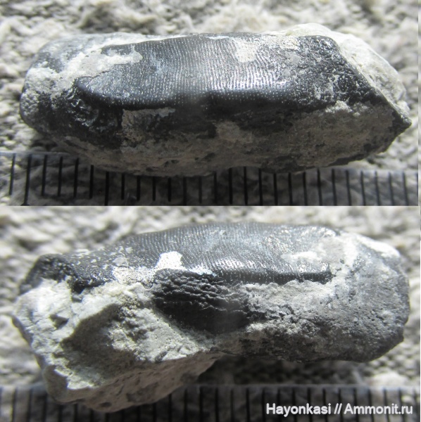 девон, рыбы, зубы, плакодермы, Placodermi, Ptyctodus, PTYCTODONTIDAE