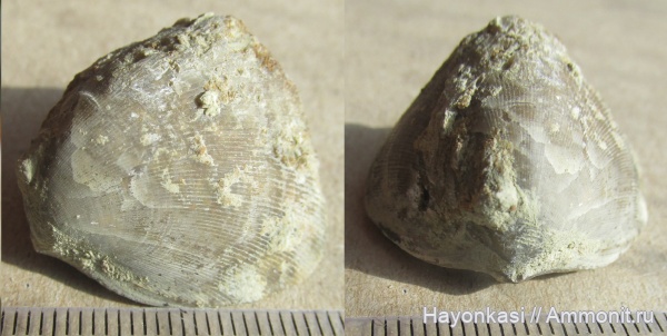 брахиоподы, девон, Rhynchonellida, Ladogia, Ladogia meyendorfii