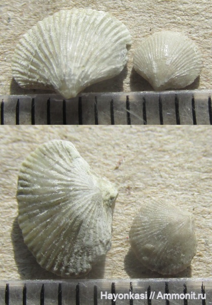 брахиоподы, девон, Atrypida