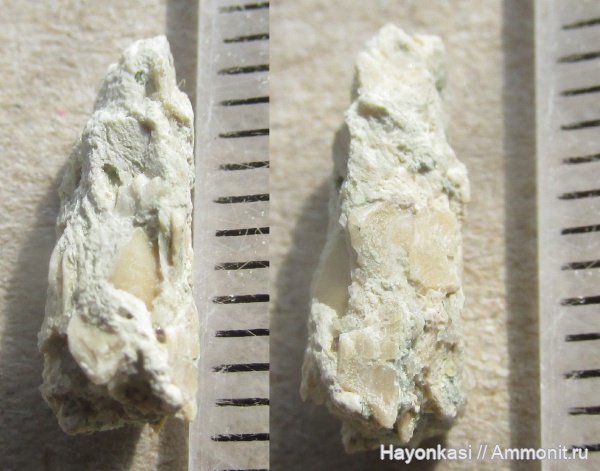 девон, рыбы, копролиты, Sarcopterygii