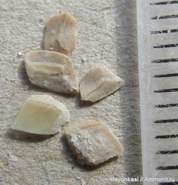 девон, рыбы, Sarcopterygii, чешуя, Osteolepiformes