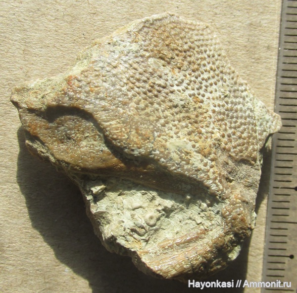 девон, рыбы, плакодермы, Placodermi, plourdosteus, Arthrodira