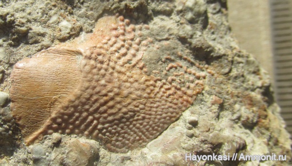 девон, рыбы, плакодермы, Placodermi, plourdosteus, Arthrodira