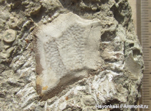 девон, рыбы, плакодермы, Placodermi, plourdosteus, Arthrodira