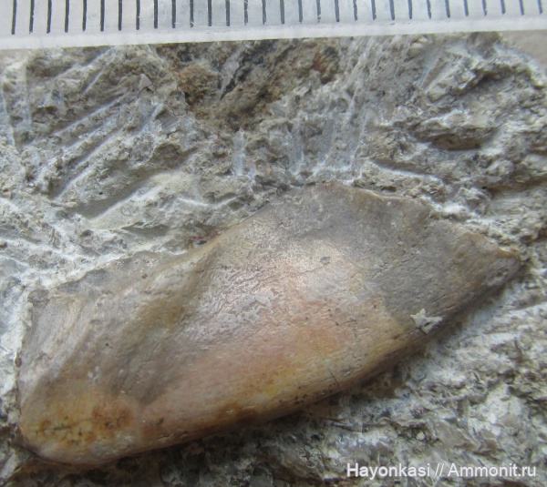 девон, рыбы, плакодермы, Placodermi, Arthrodira