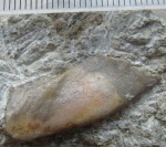 Челюстная кость плакодермы