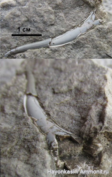 девон, рыбы, зубы, Sarcopterygii, Onychodus