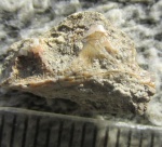 Фрагмент рыбьей челюсти