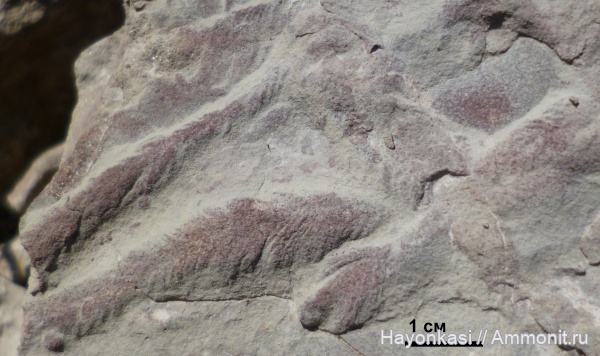 моллюски, девон, двустворчатые моллюски, ихнофоссилии