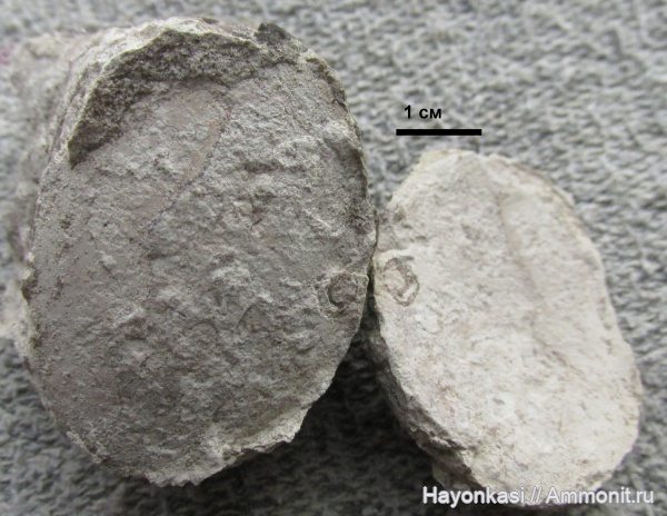 моллюски, девон, Nautiloidea