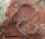 Гастропода в "красной плите"