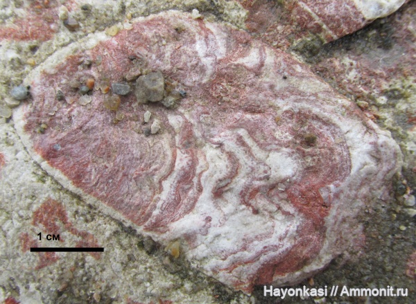 девон, губки, строматопораты, Stromatoporoidea