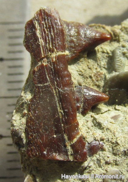 девон, рыбы, Acanthodii, Acanthodiformes, челюсти, акантоды