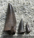 Зубы саркоптеригии