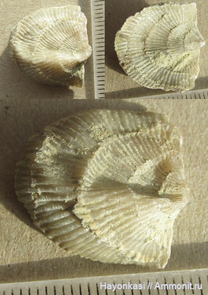 брахиоподы, девон, Atrypida, Прижизненные деформации (уродство) брахиопод, Pseudoatrypa velikaya