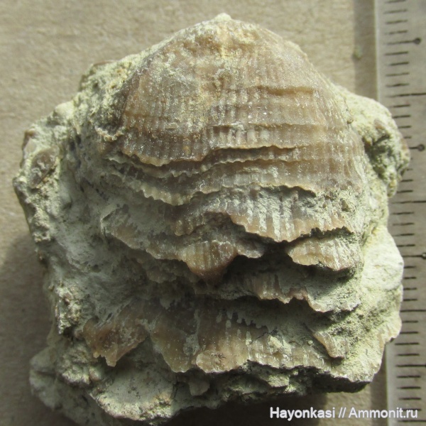 Псковский Девон: д.Новый Изборск