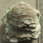 Псковский Девон: д.Новый Изборск