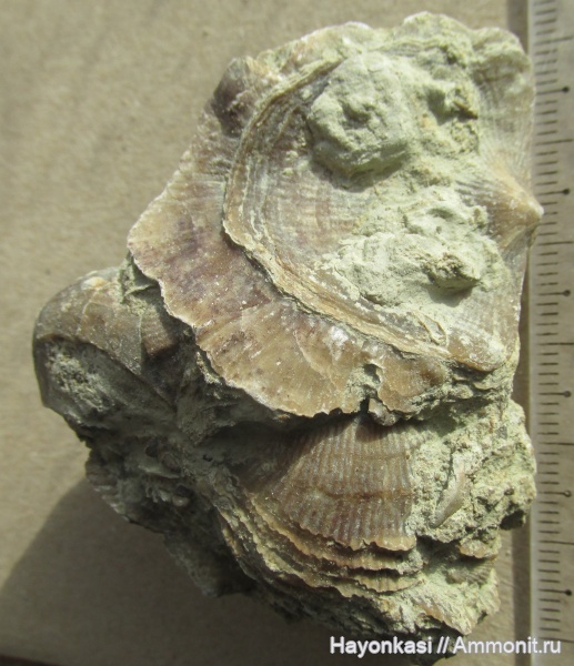 брахиоподы, девон, Atrypida, Pseudoatrypa velikaya