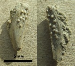 Девонская проблематика (рыба): фрагмент Артродиры?