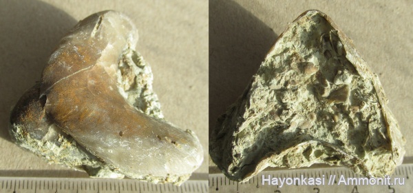 брахиоподы, девон, Rhynchonellida, Ladogia, Ladogia meyendorfii