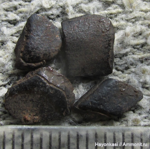 девон, рыбы, Sarcopterygii, Osteolepiformes