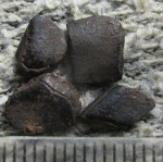 Чешуя Osteolepis