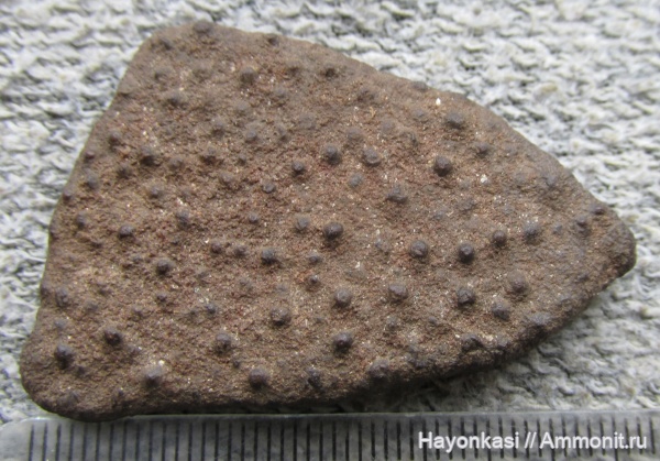 девон, рыбы, плакодермы, Placodermi, Homostius, Arthrodira