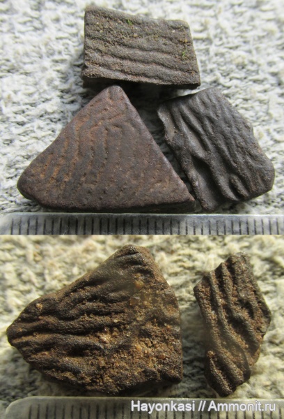 девон, рыбы, плакодермы, Holonema